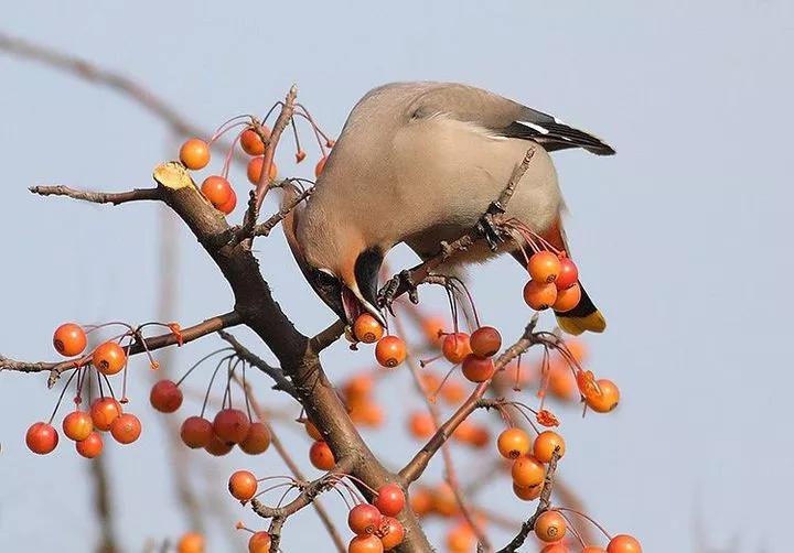 太平鸟图片大鸟,太平鸟图片大全高清壁纸