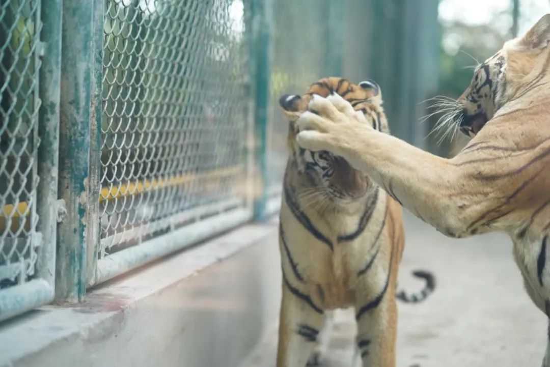 一月份去上海野生动物园和海洋馆,十一带大家去上海野生动物园玩