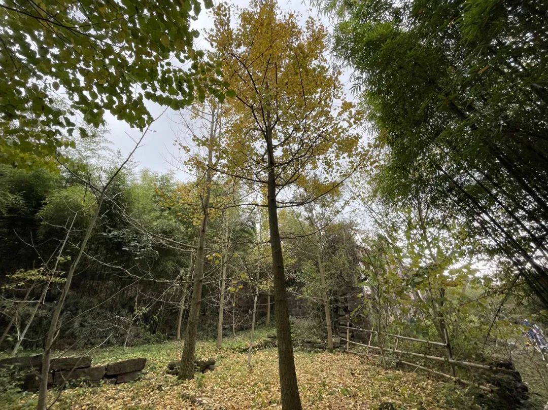 成都旅游豌豆尖,成都仰天窝近郊爬山推荐