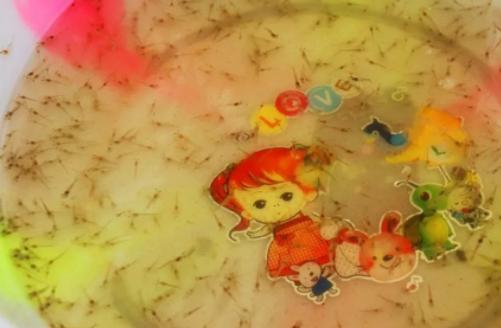 养殖大闸蟹成功案例,致富经养殖大闸蟹