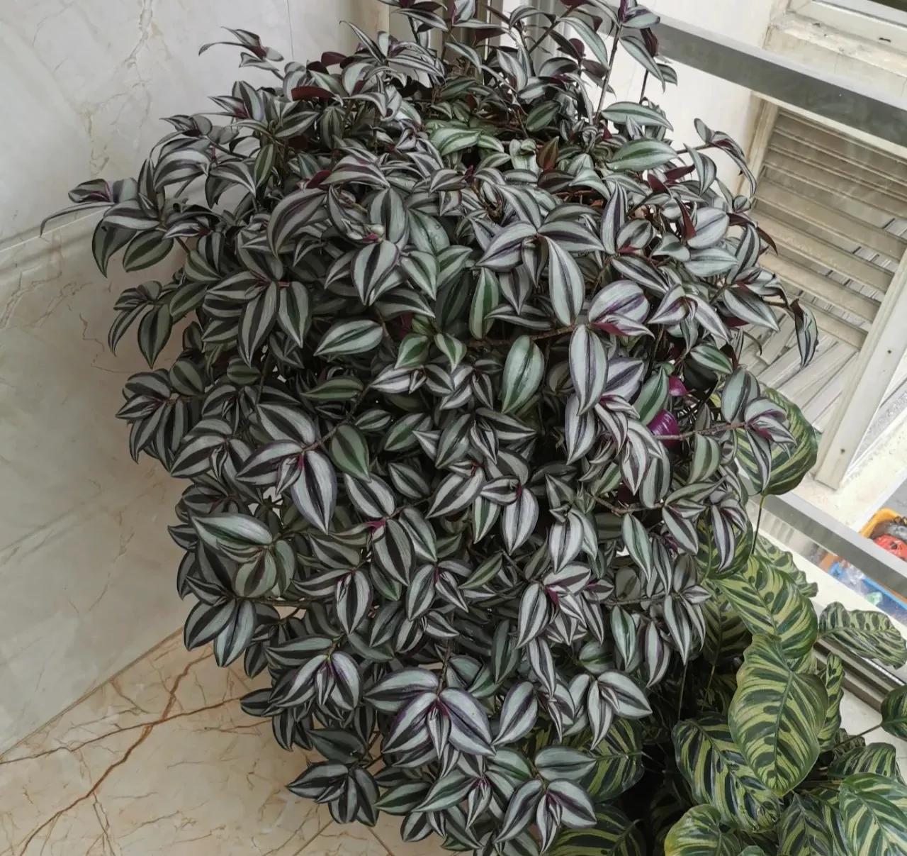 新家养什么花可以除甲醛,吸甲醛最快的4种花图片