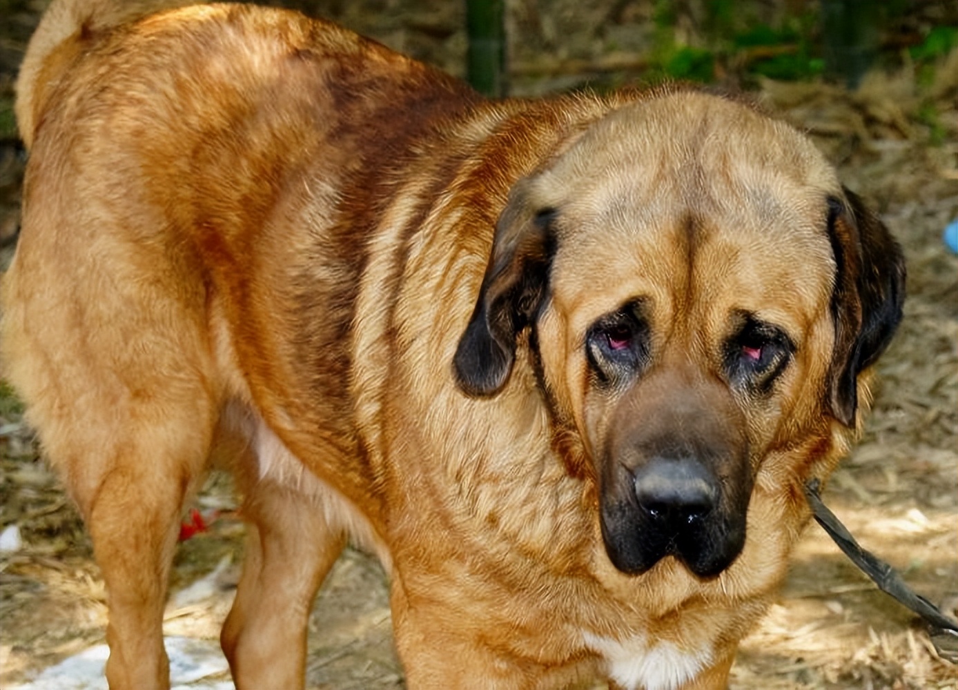 世界上战斗力最强的五种犬,世界上最大最凶猛的犬是什么犬