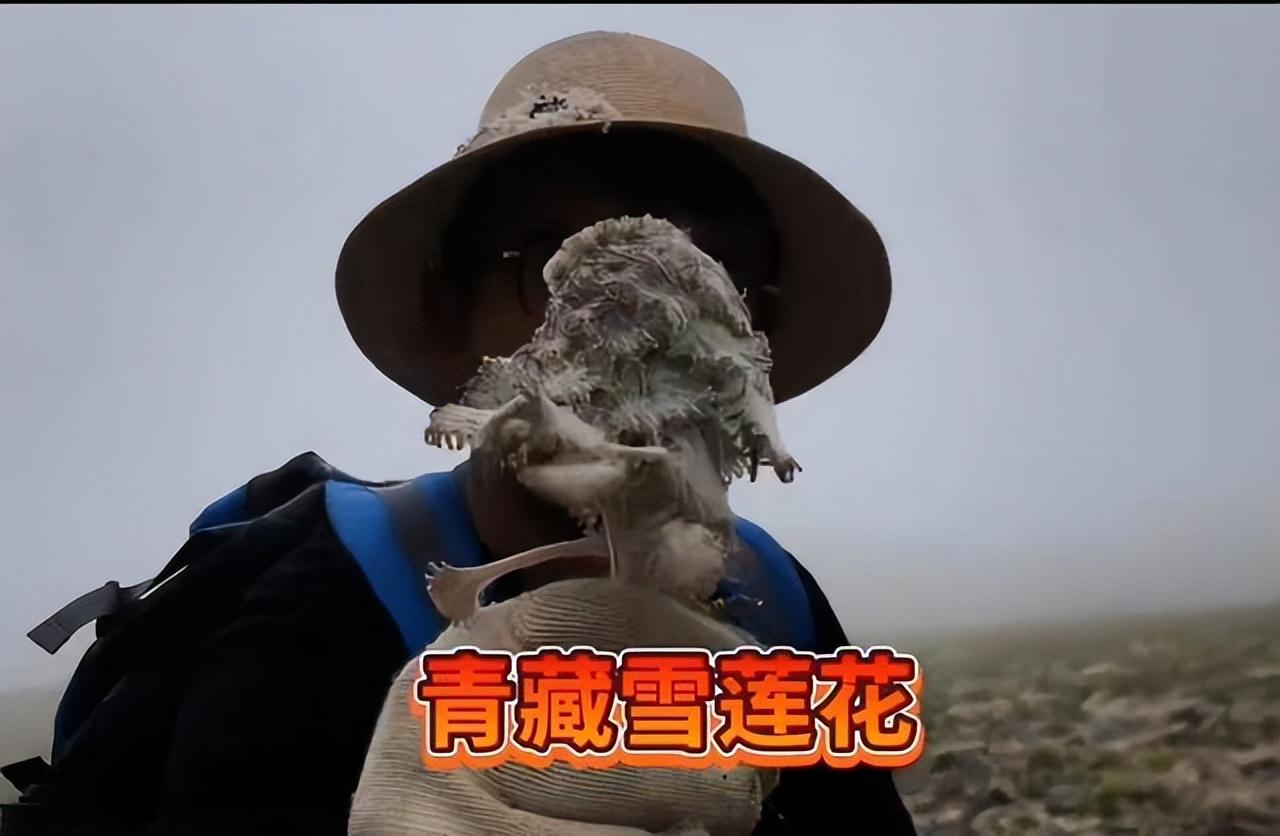 拔了价值1块五的高原莲花,险些被牢底坐穿!这种草为啥不能摘?
