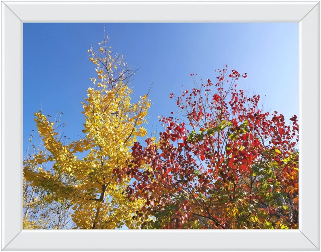 中国千年银杏谷住宿,中国千年银杏谷