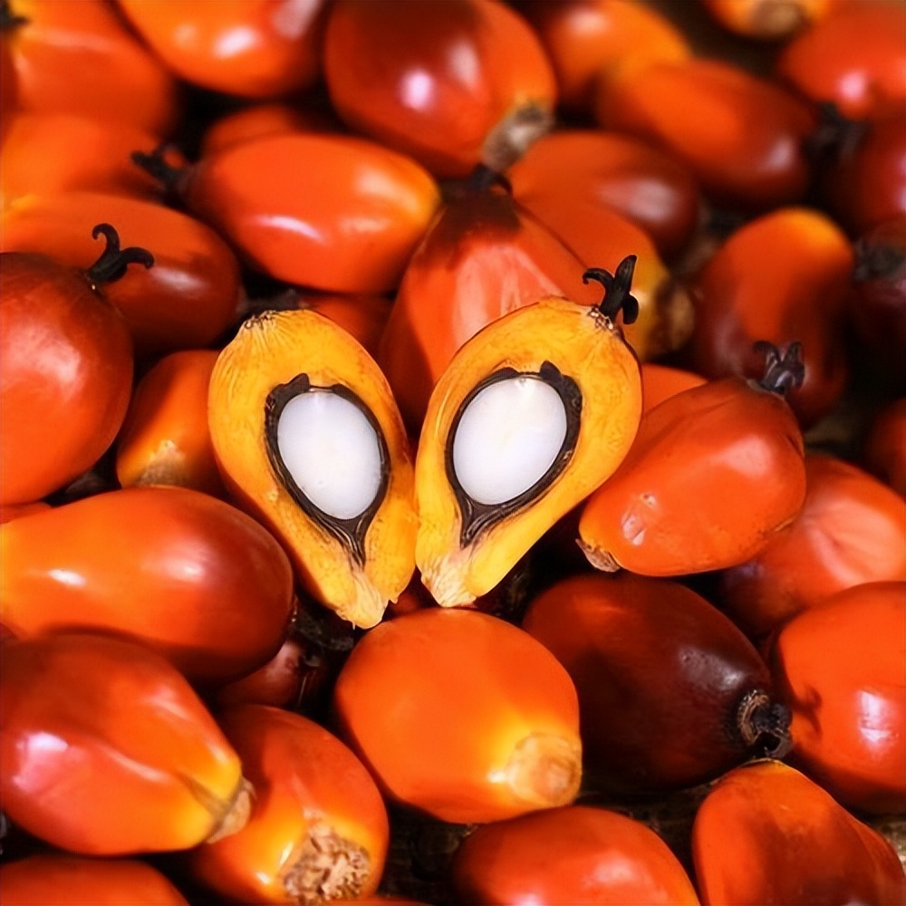 这种果子不常见，但用它做成的食用油，却是厨房用油中的“大佬”