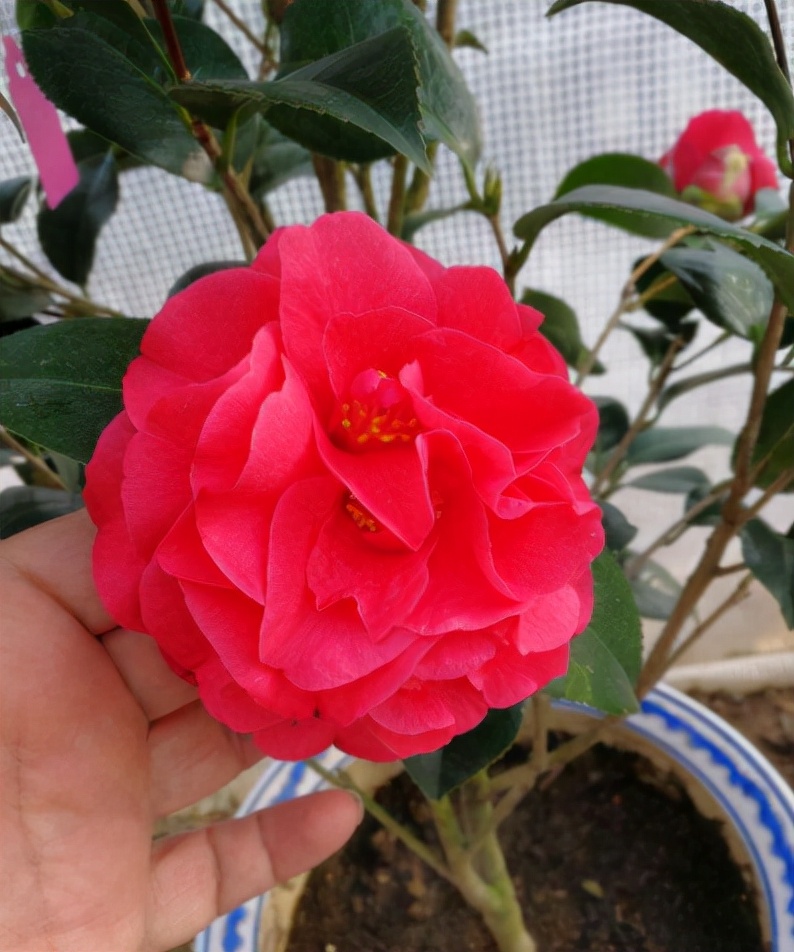 茶花带花苞怎么很久都开不出来,茶花花苞开不大怎么办