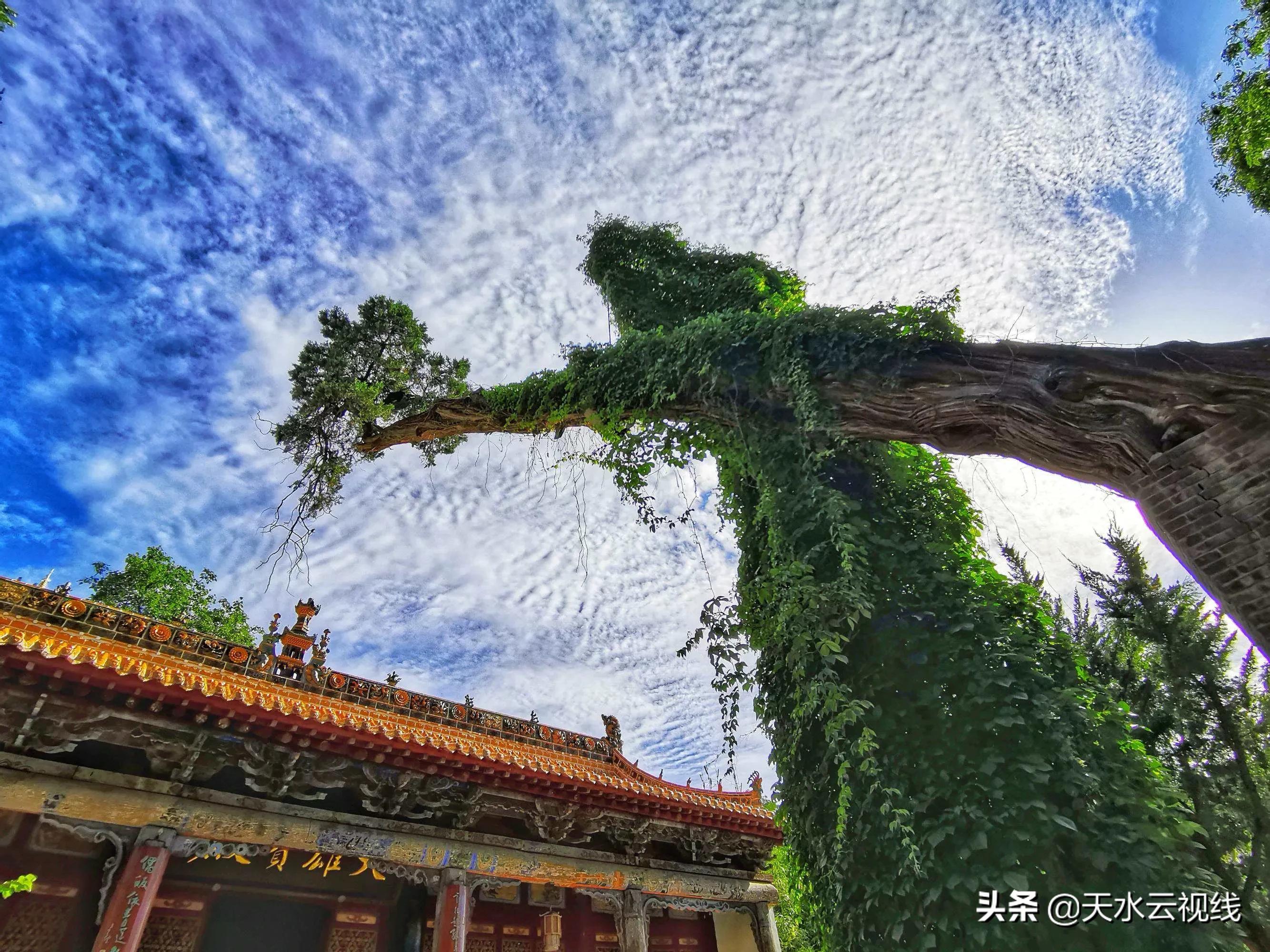 秦州八景诗句,紫玉兰七绝诗句