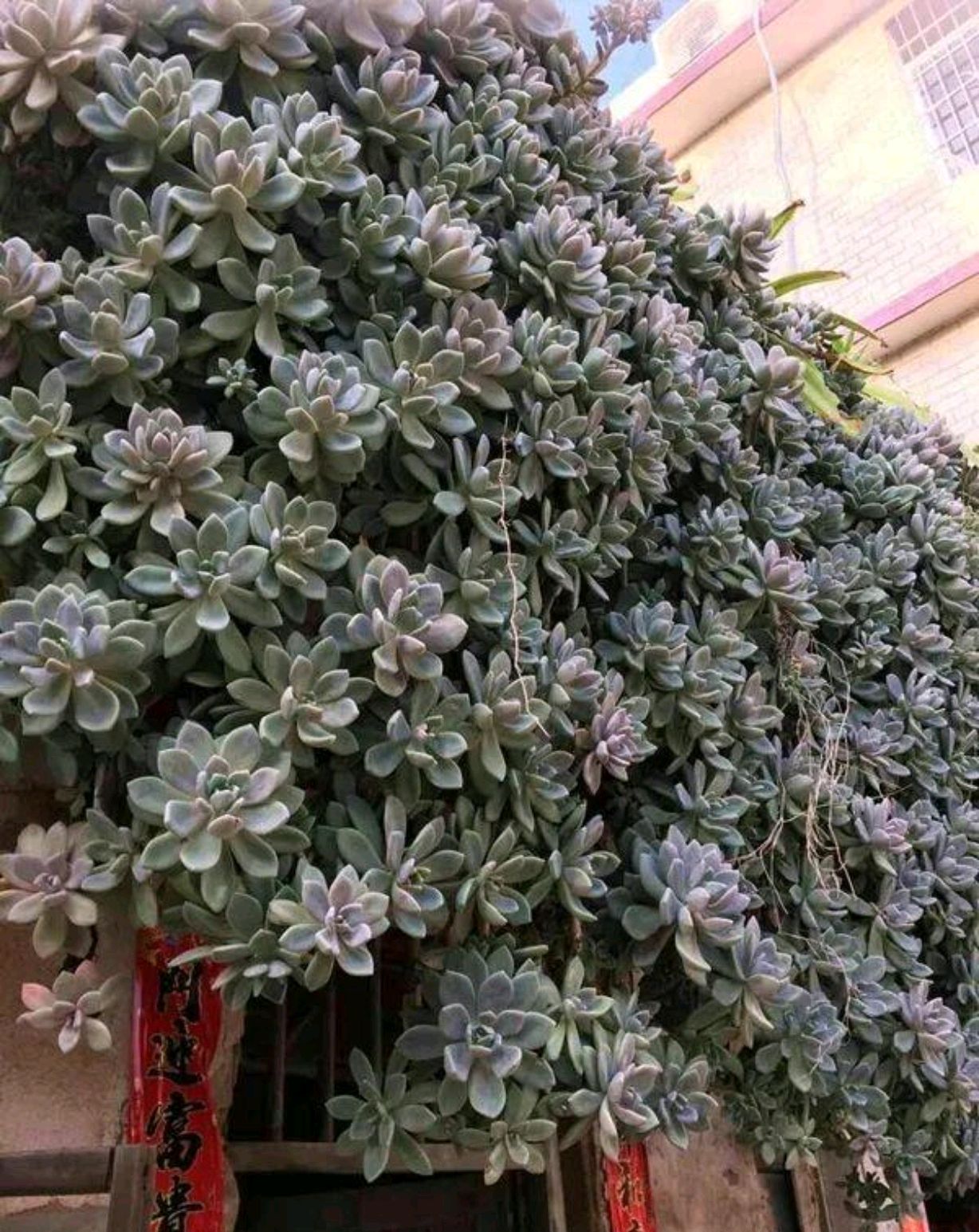 以前屋顶的多肉,多肉屋顶种植全过程