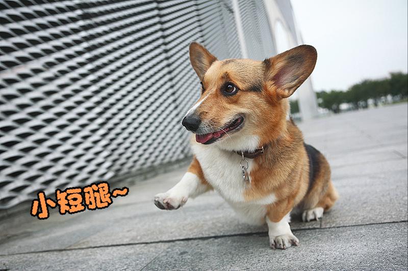 养柯基须知新手必看,养柯基需要戒掉哪些事情