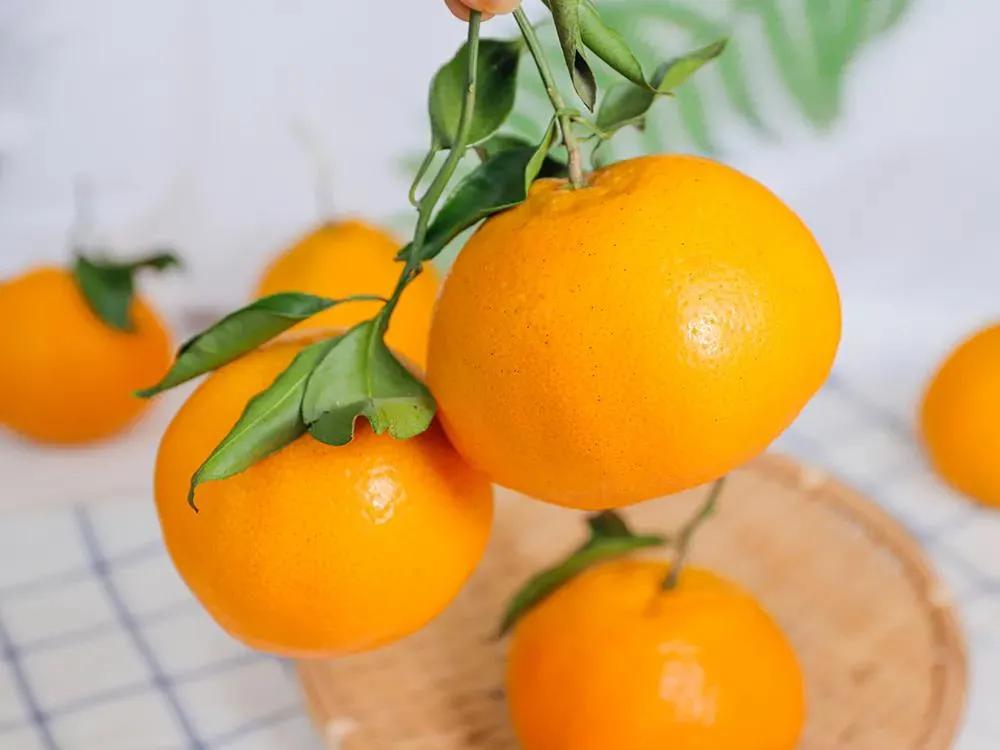 不愧是柑橘中的“lv”!比橙细腻,比橘味道浓郁,一口就忘不掉