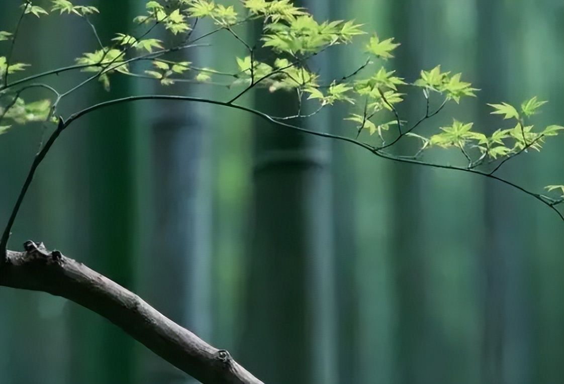 中国传统文化传承怎么称呼,亲近传统文化的命名方式