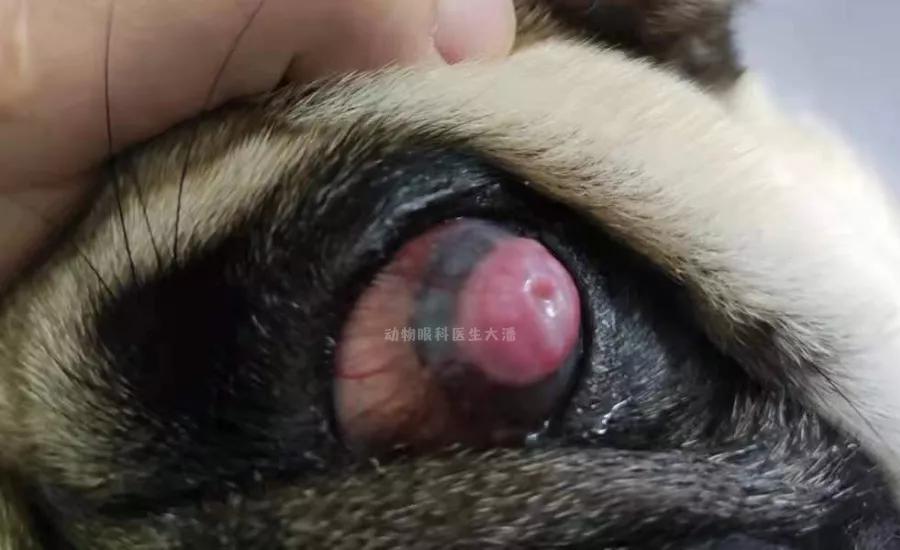 巴哥眼角膜溃疡用啥眼药水,巴哥角膜溃疡