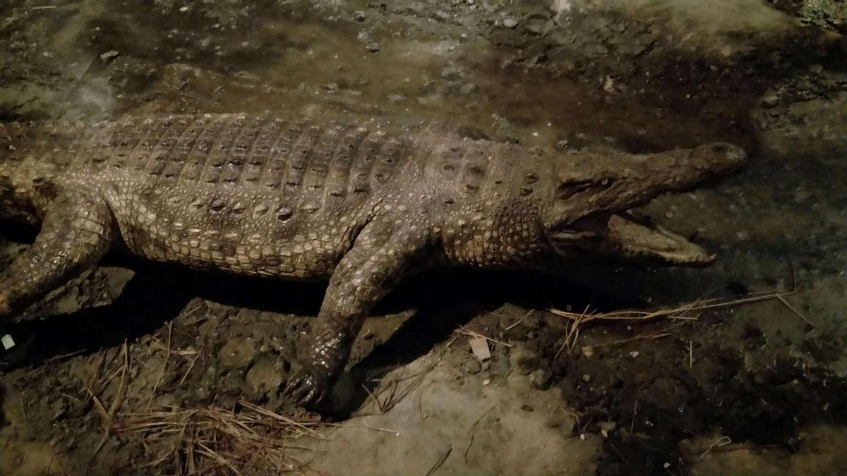 养鳄鱼差点被咬到,养殖鳄鱼长大了会咬主人吗