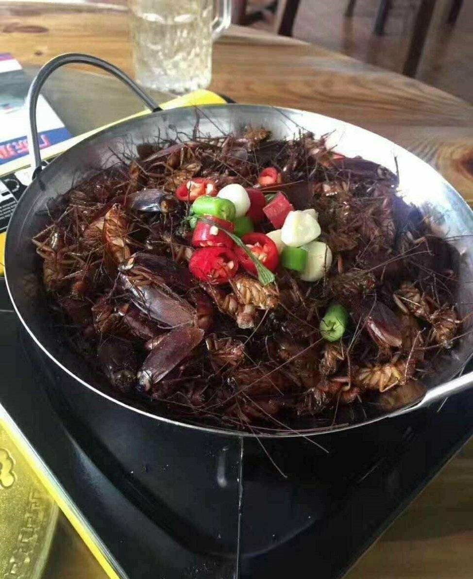 餐厨垃圾养殖蟑螂怎么拿补贴,山东养殖蟑螂解决餐厨垃圾