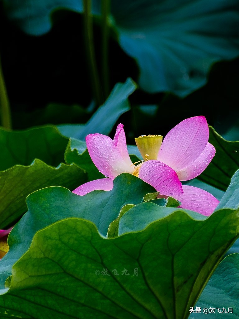 北京上庄雨中荷花，白鹭麻鸭水中捉鱼嬉戏，门票免费