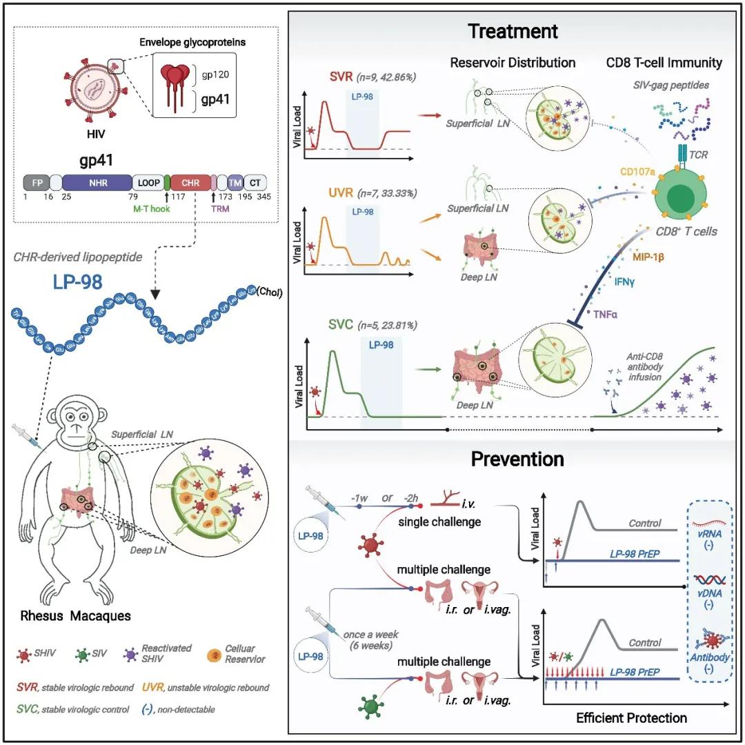 治愈艾滋病的最新科研成果,科学家揭示艾滋病功能性治愈方法