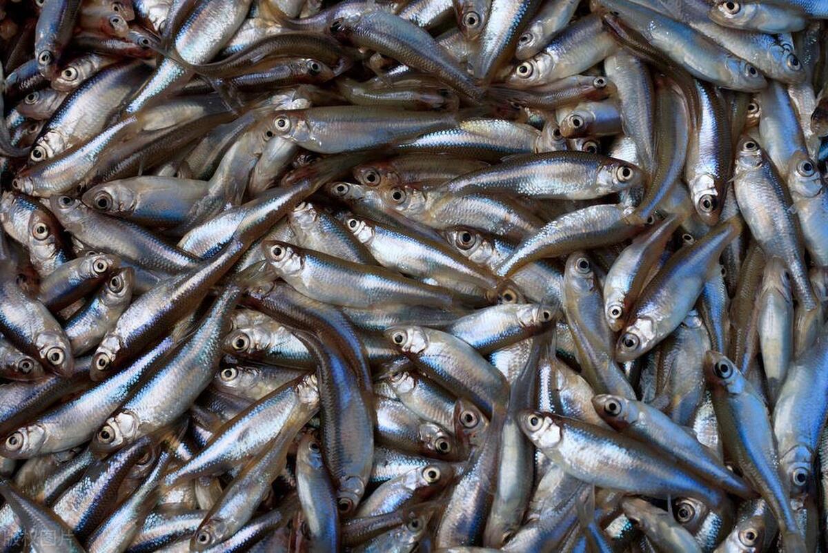 河里小鱼怎么才能抓到,小鱼在河里饲养