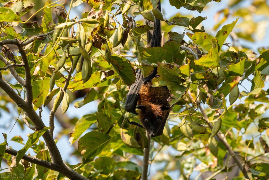 汤加是个啥国家,汤加是个什么样的国家