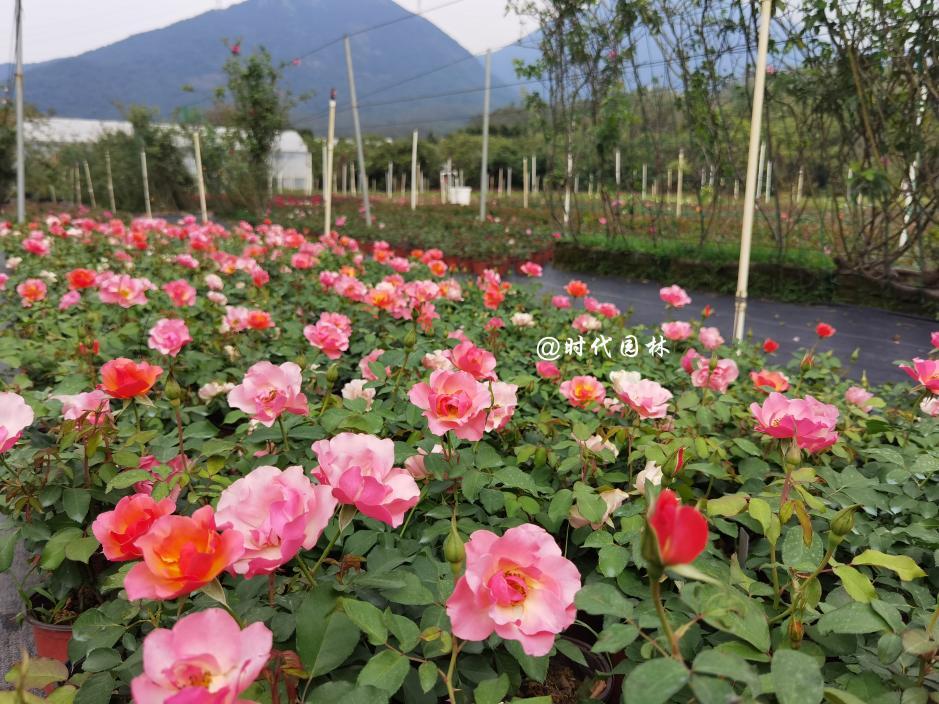 这20种月季超级耐寒东北也能养,南方种不了什么