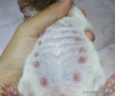 怀孕的仓鼠建议吃什么,母仓鼠怀孕了怎么接生