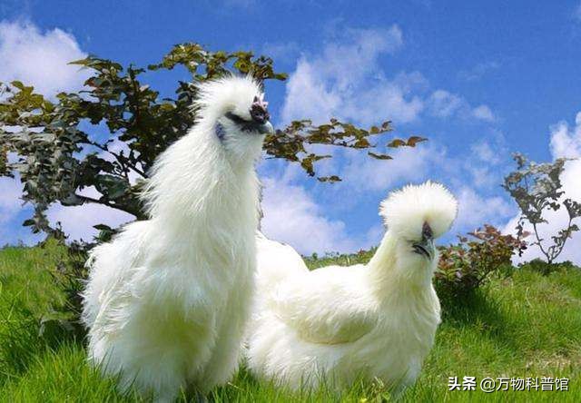 世界上最贵的十种鸡的品种,世界上最值钱的是什么鸡