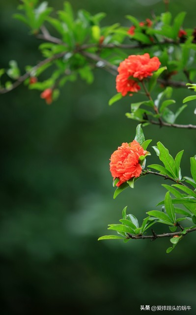 石榴花壁纸生如夏花,石榴花盛开的夏天