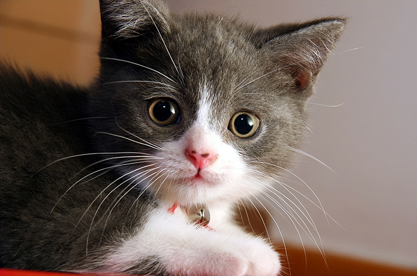 为什么猫有胡须,猫有几根胡须的作用是什么