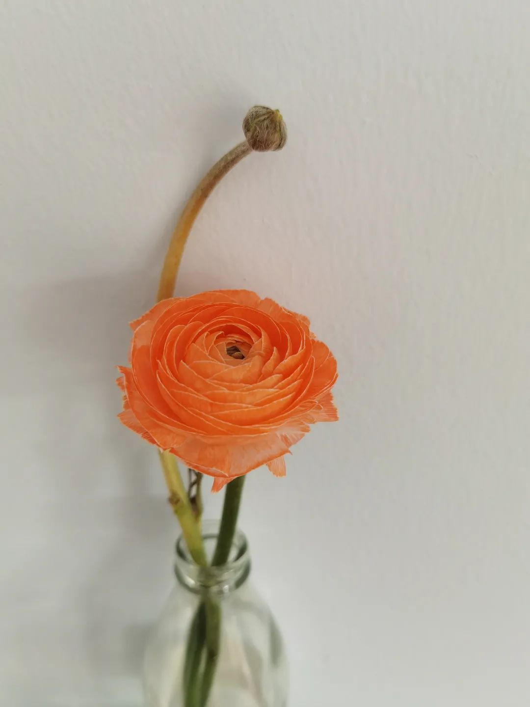 三月花事Vol.2|那些属于女神们的花