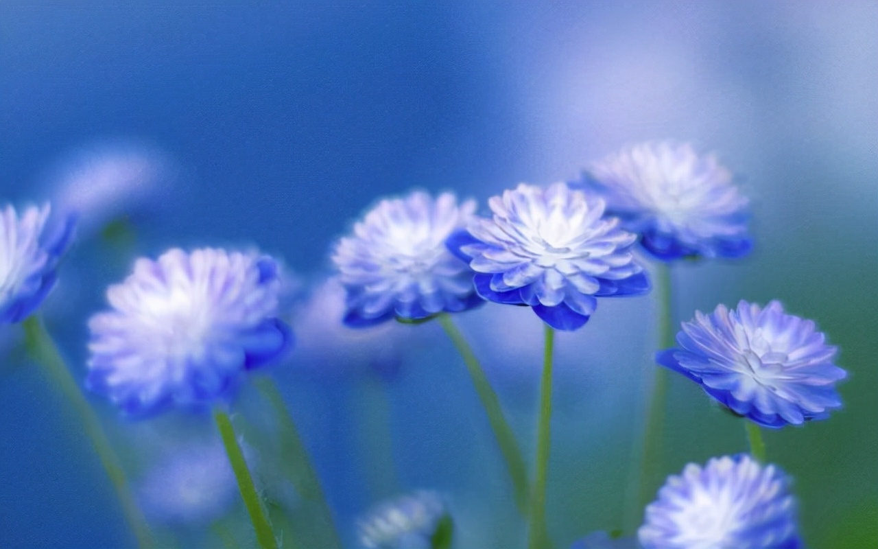 《知否》盛老太太：丈夫去世被伤透才明白，最好的活法是“心狠”