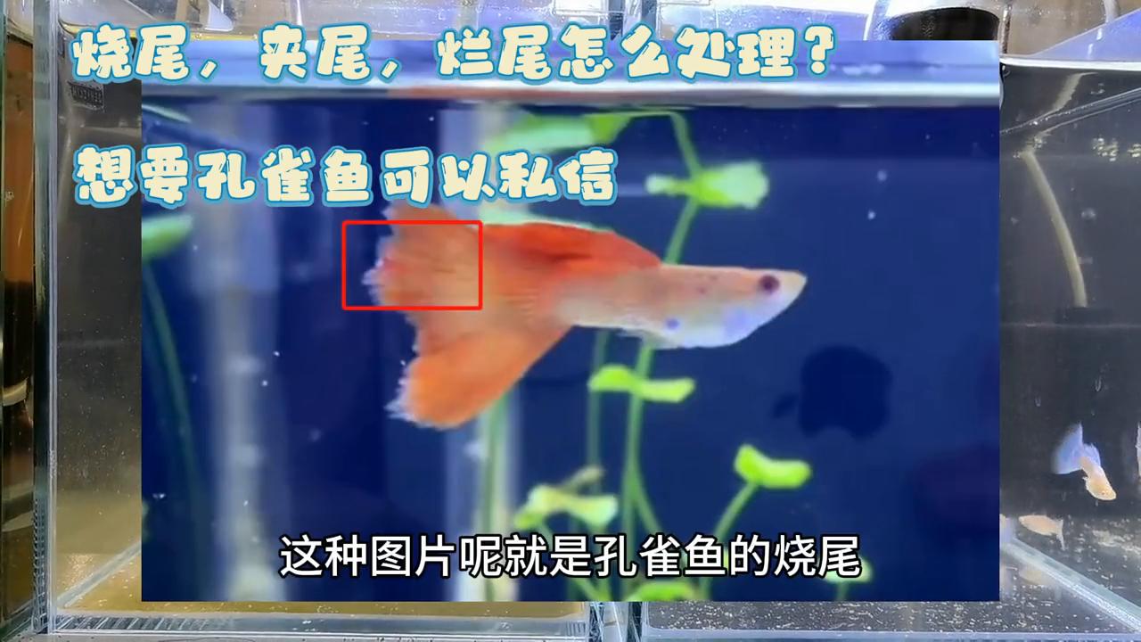 孔雀鱼烂尾怎么治效果好呢,孔雀鱼烧尾烂尾怎么给鱼缸消毒