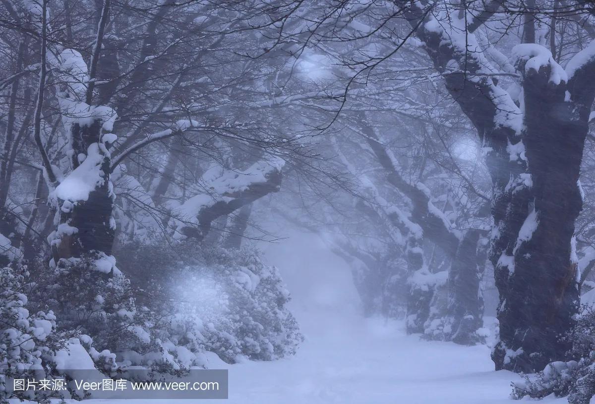 超清手机壁纸8k全面屏唯美,手机壁纸荷花高清唯美图片
