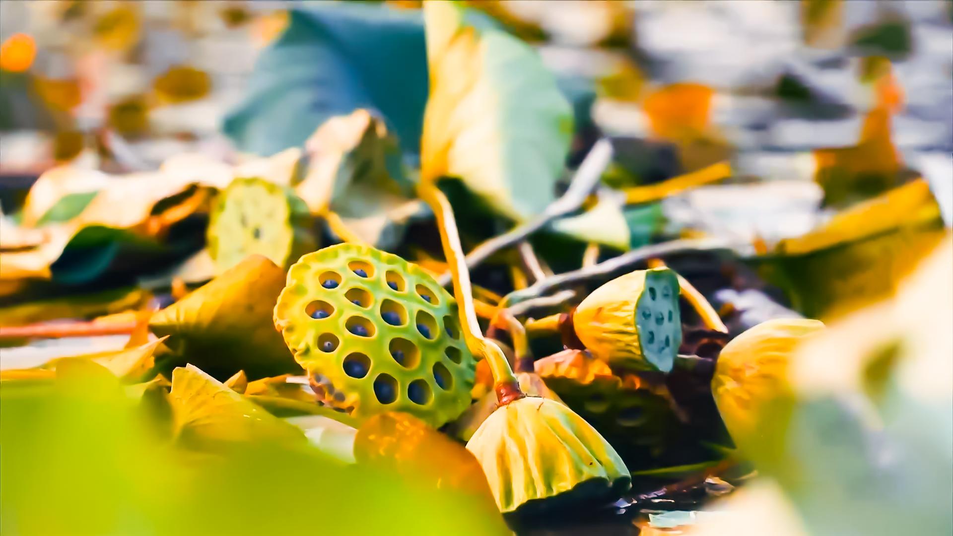天地有正气杂然赋流形原文,天地有正气杂然赋流形