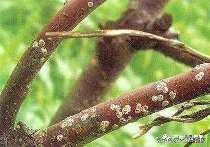 果园清园最佳时间,果园清园哪种最好