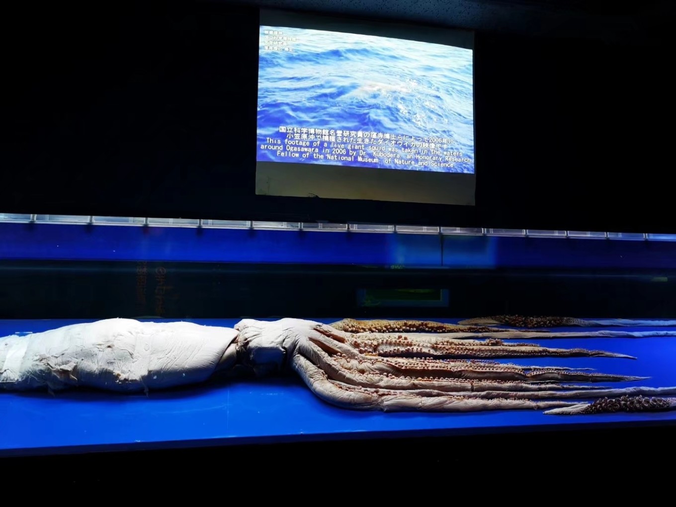 暑期档2019年,2019年暑期档