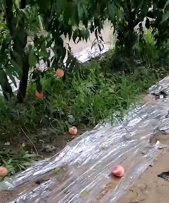 大棚桃树开沟施肥技术,桃树施肥用什么酵素