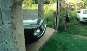 老鼠贴粘老鼠会死吗,老鼠贴粘到猫会自动掉吗