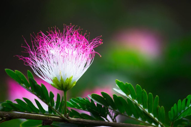 *欢合**蠲忿，赏*欢合**花古诗词