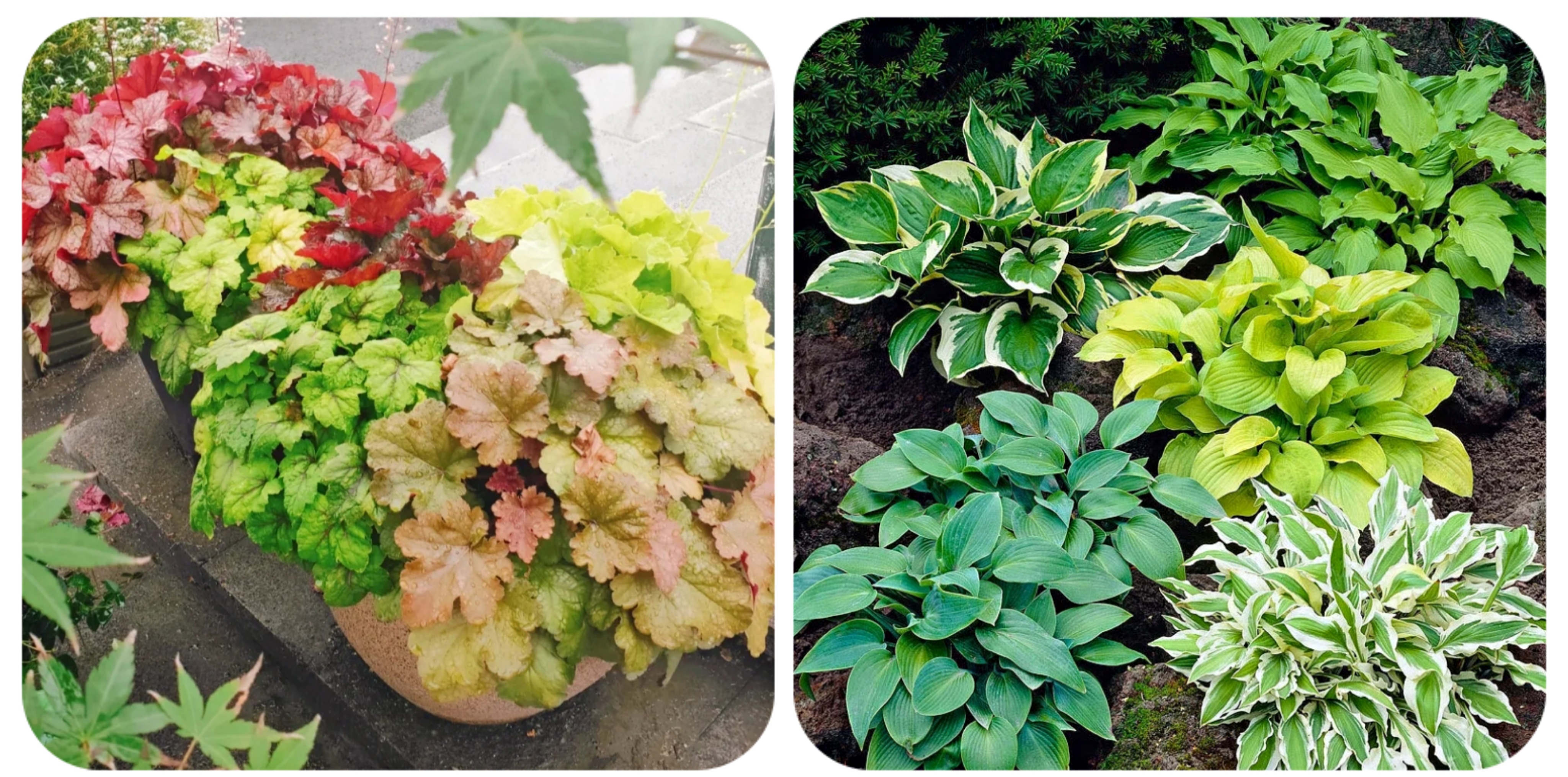 阳台上可以种什么蔬果,阳台上适合种的蔬果