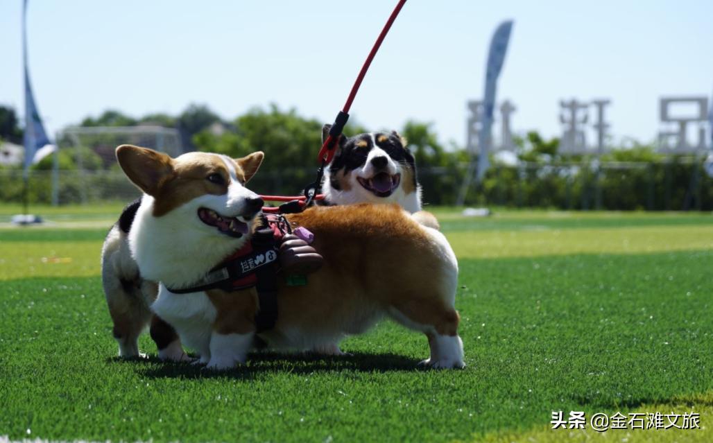 在金石滩时光海格调营地枕着星空入眠！