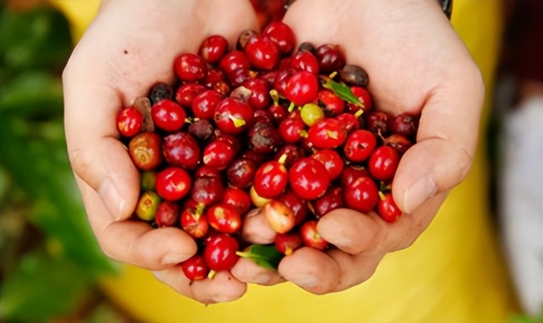 云南小粒咖啡豆哪个牌子好,云南小粒速溶咖啡哪个牌子好