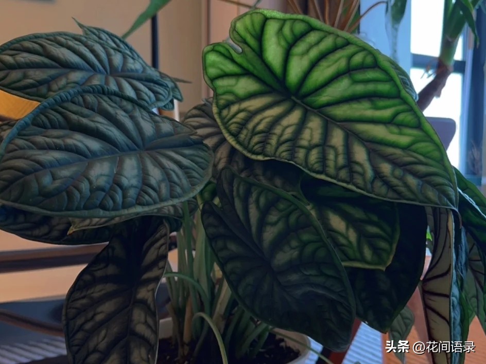适合室内养的大叶矮壮绿植,室内超大叶片绿植