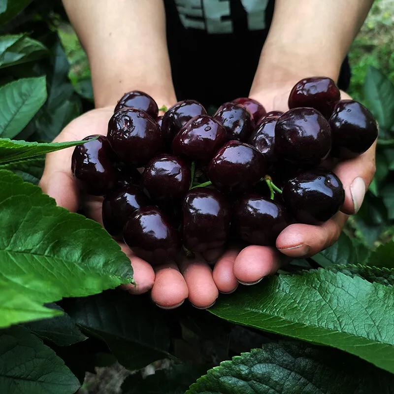 最好吃最甜又大又红的樱桃,吃过大樱桃的大汇总