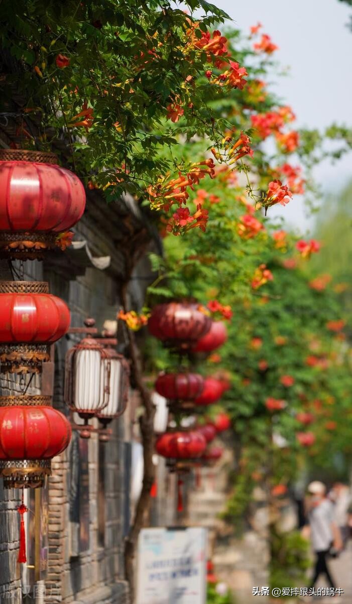 夏日里盛开的凌霄花,绚烂开放的凌霄花