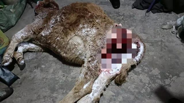 东北虎为什么在逐渐减少,下山东北虎现在怎么样了