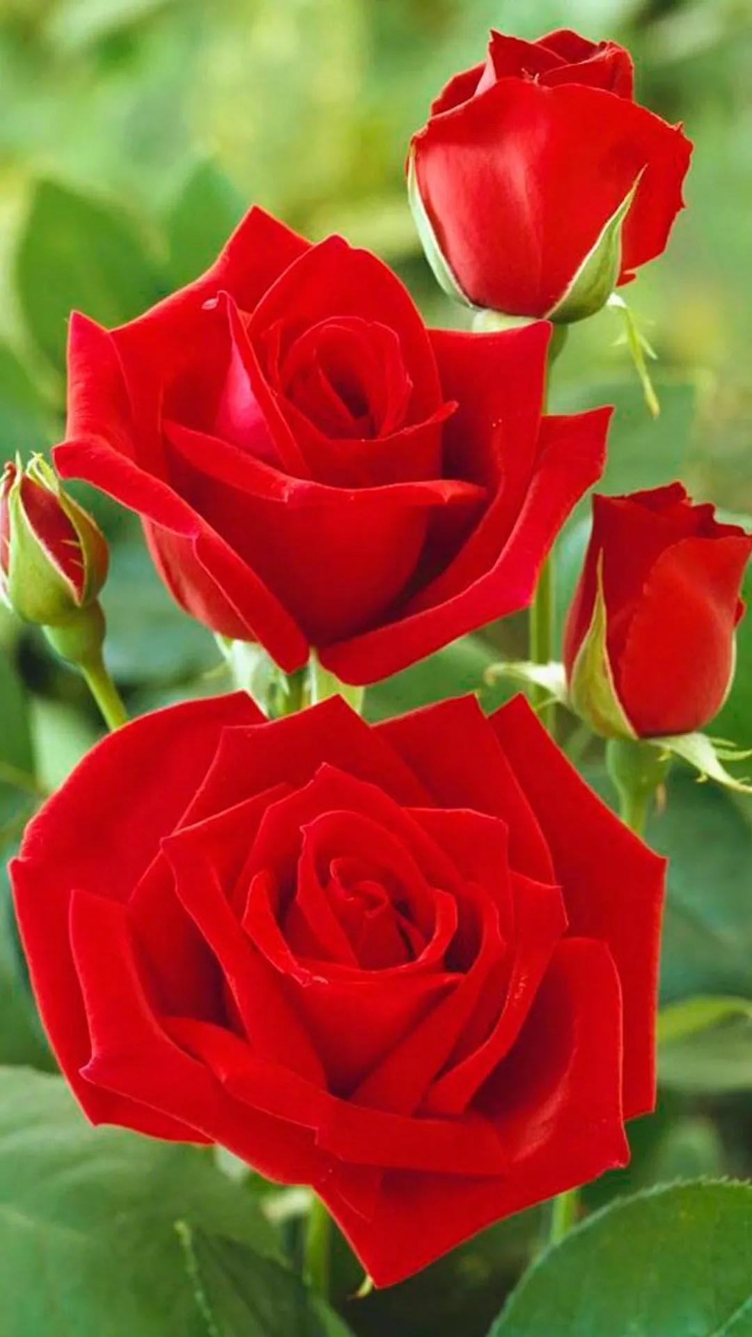 520浪漫玫瑰花壁纸,红玫瑰花壁纸大图