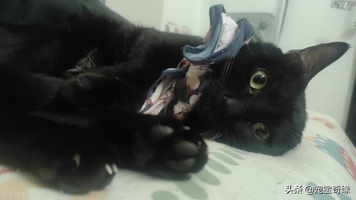 猫为什么会臭到震惊,猫怎么越养越臭