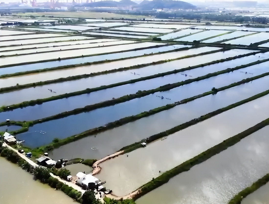 广东小伙子养黄油蟹,中国养殖黄油蟹