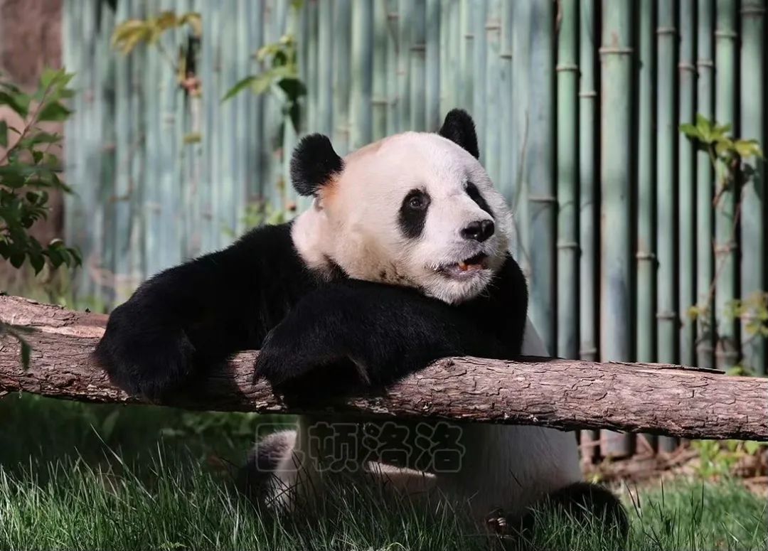 北京动物园有大熊猫丫丫吗,大熊猫丫丫送到动物园的视频