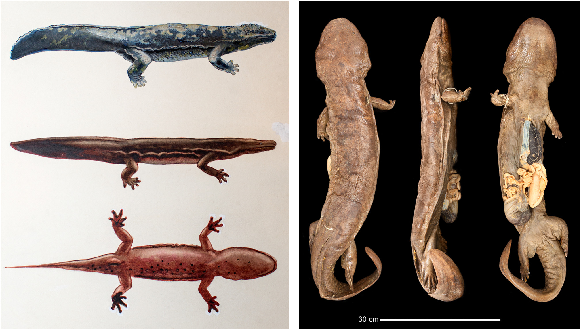 稀有灭绝的动物,世界上最稀有的动物是怎么灭绝的