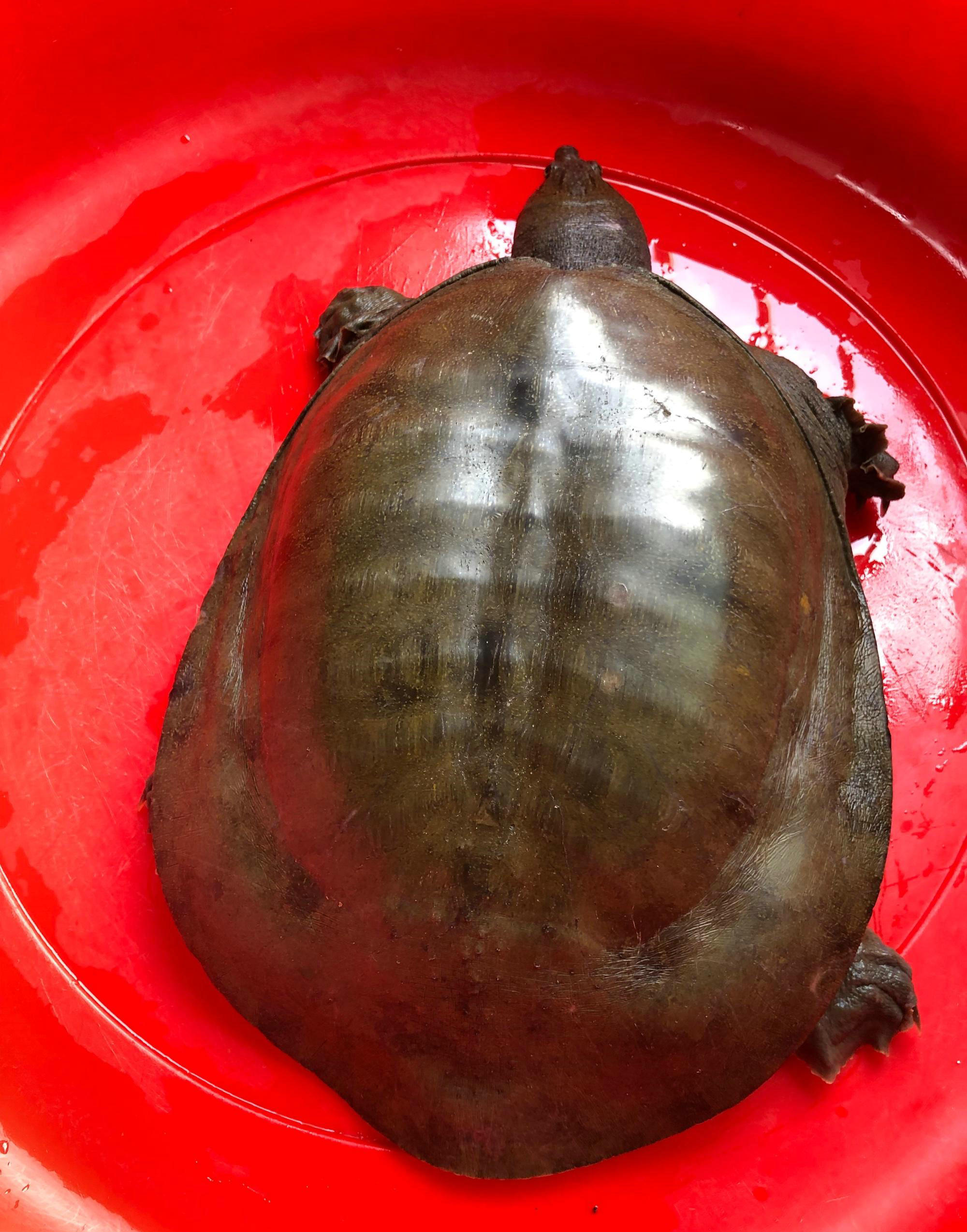 广东钓友半夜逮了只十多斤“老鳖”，鱼贩：260卖不卖？